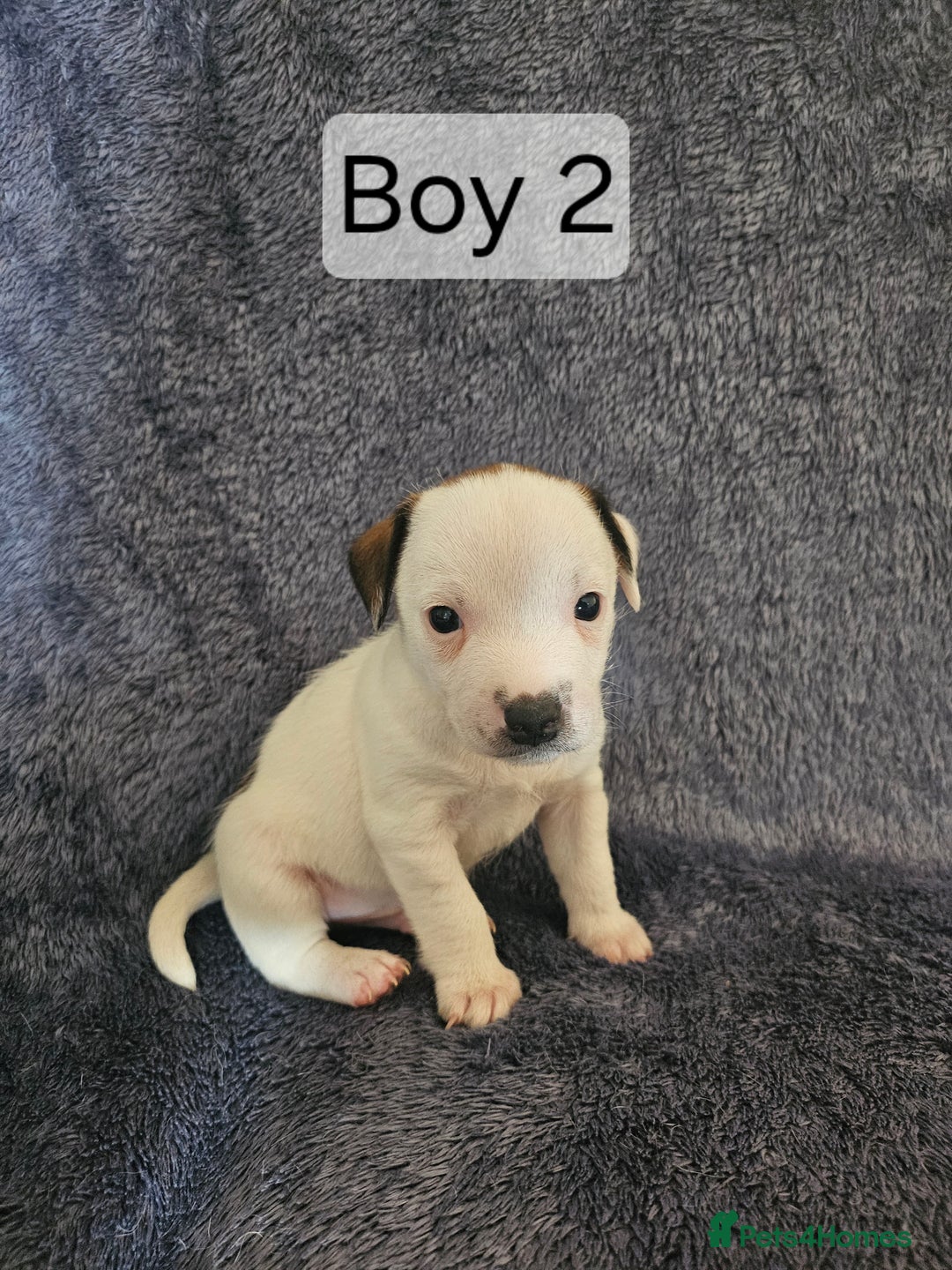 Jack Russell dogs for sale: Jack Russell puppies  - Image 6