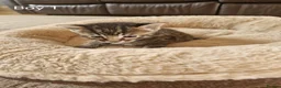 Mixed Breed cats for sale: Beautiful Domestic Shorthair Male Kitten - Advert 9