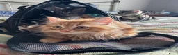 Mixed Breed cats for sale: 5 fluffy playful kittens looking for homes - Advert 7