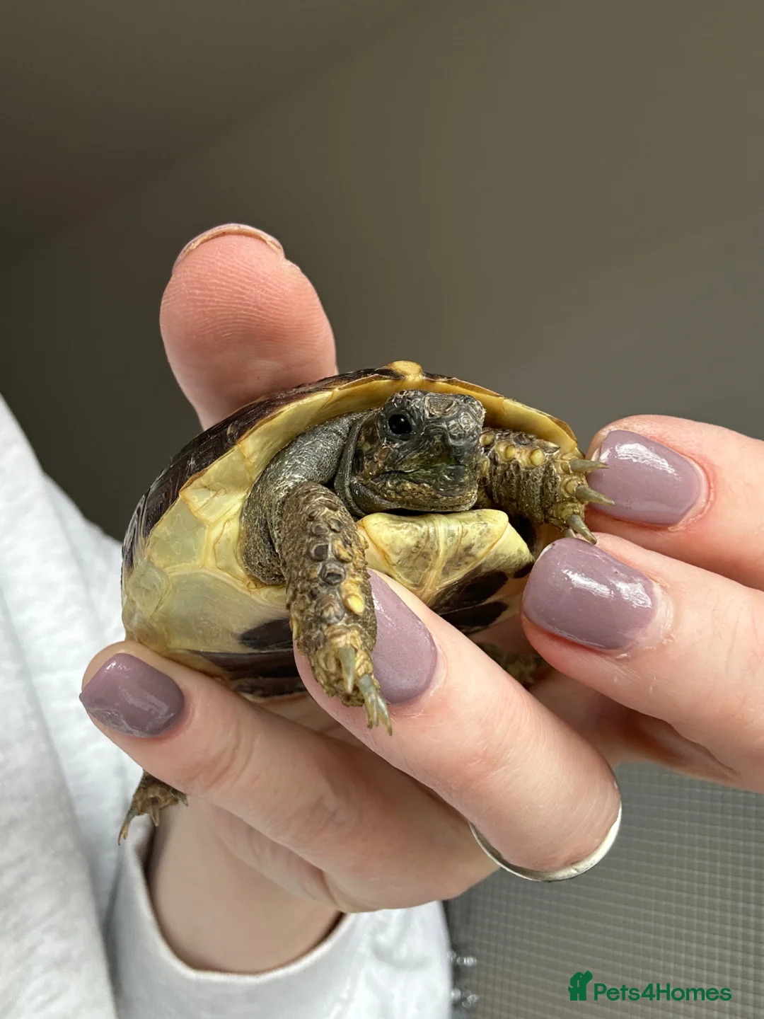 Hermann Tortoise reptiles for sale: 9 months old Herman’s tortoise and set up  - Advert 1