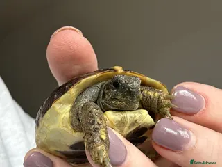 Hermann Tortoise reptiles 9 months old Herman’s tortoise - Advert 8