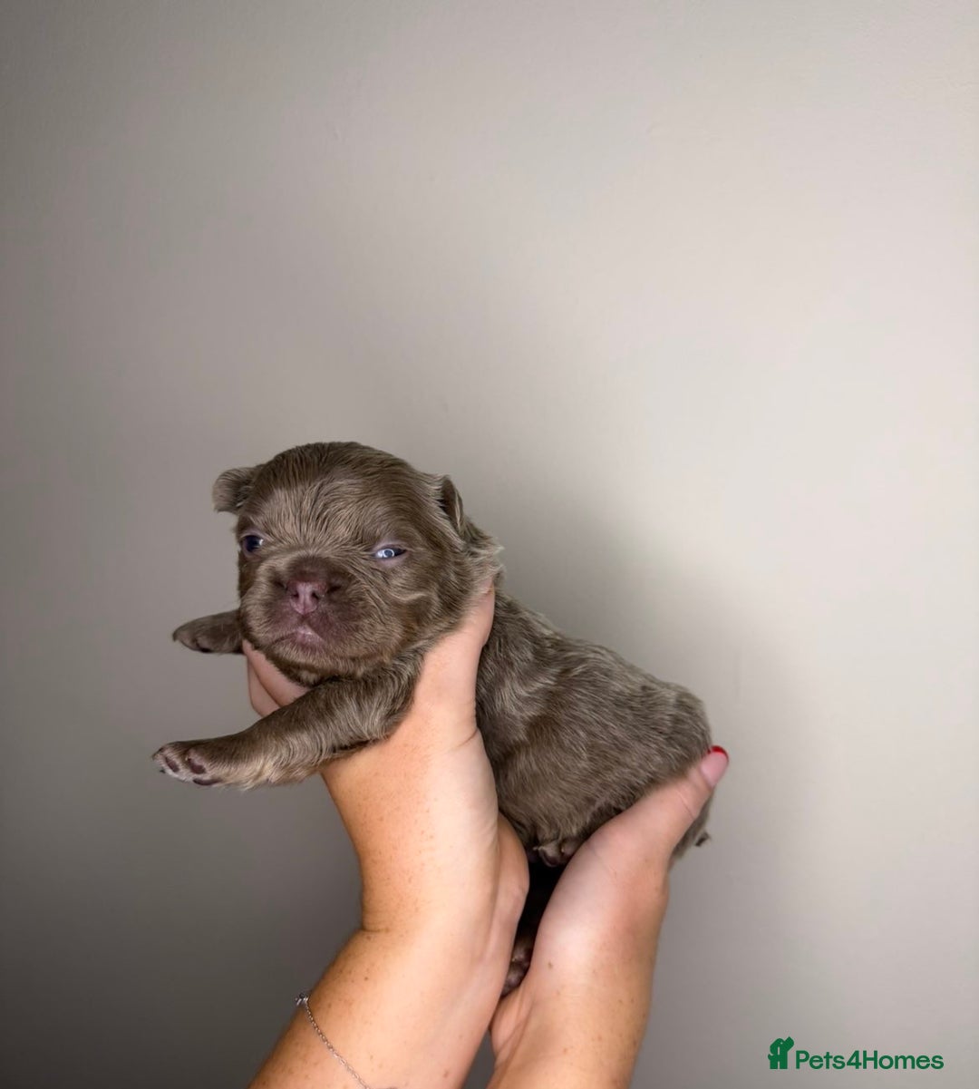 French Bulldog dogs for sale: French bulldog  - Advert 12