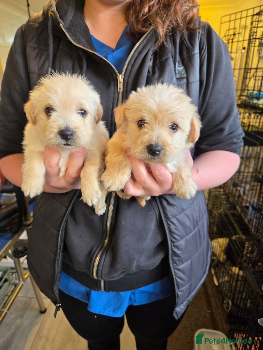 Mixed Breed dogs for sale: Westiepoo - Advert 6