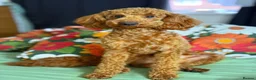Toy Poodle dogs for stud: KC Pedigree Red Toy Poodle for Stud - Advert 9