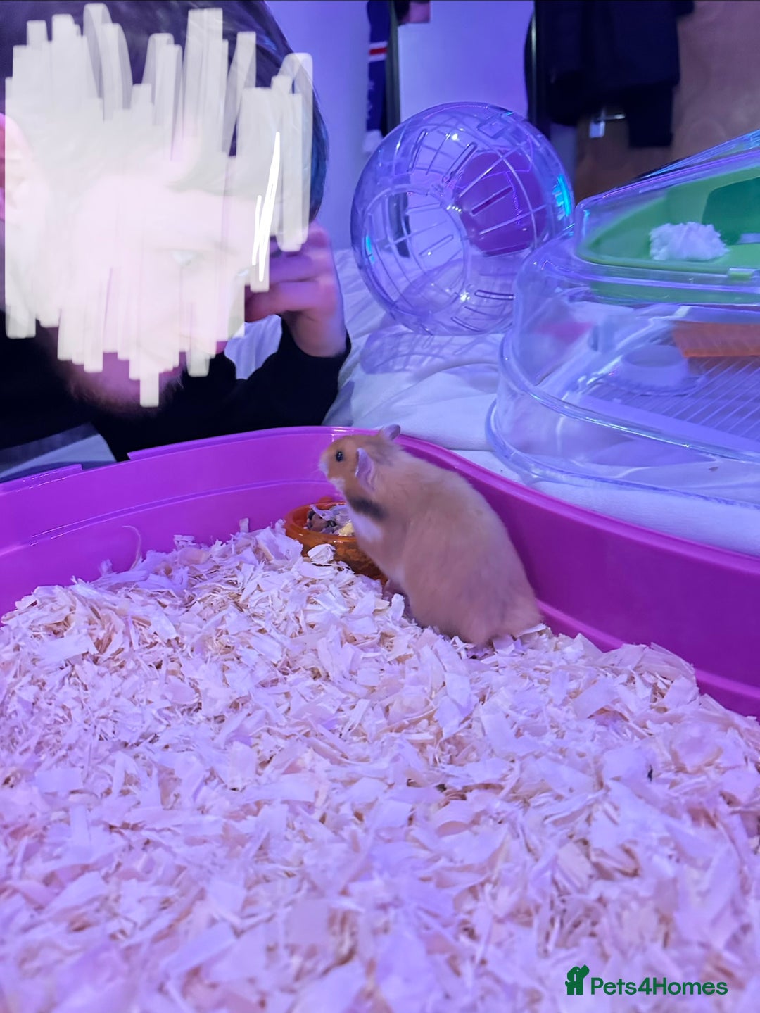 Hamster rodents for sale: Syrian Hamster - Advert 4