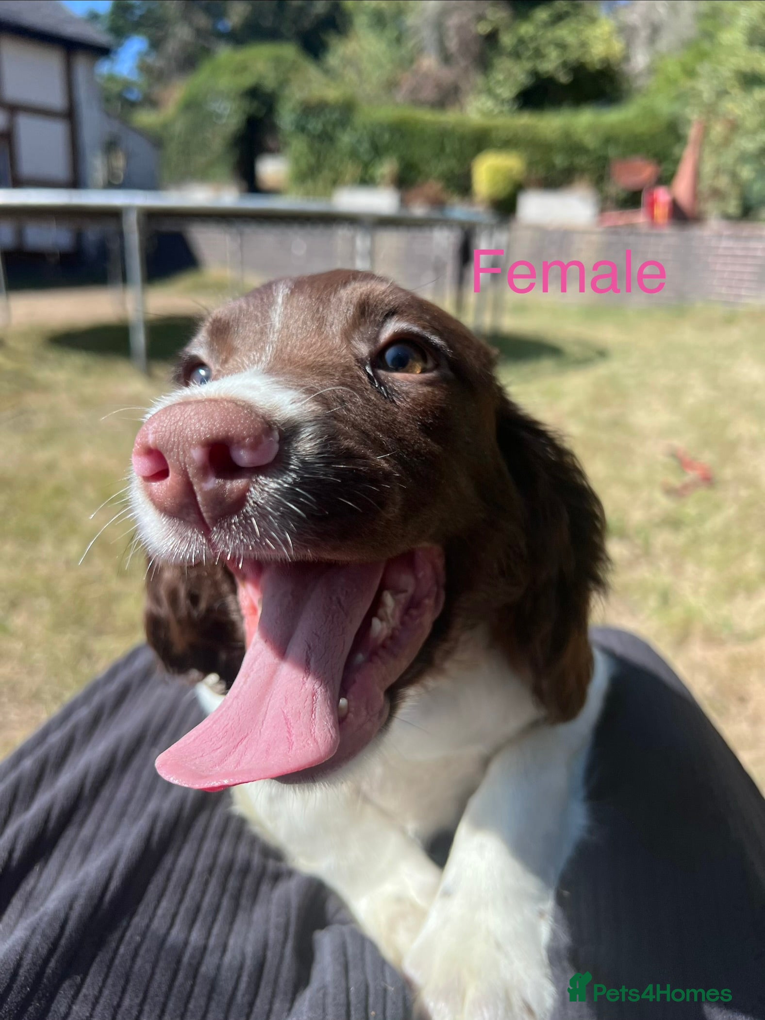 English Springer Spaniel dogs Gorgeous English Springer Spaniels  - Advert 2