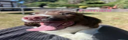 English Springer Spaniel dogs for sale: Gorgeous English Springer Spaniels - Advert 30