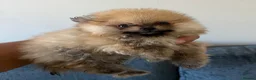 Pomeranian dogs for sale: Cheap boy Pomeranians - Advert 5