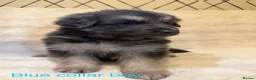 German Shepherd dogs for sale: RARE BLUE GERMAN SHEPHERD PUPPIES KC - Advert 10