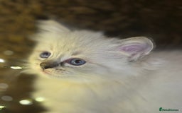 Ragdoll cats for sale: GCCF Pure Ragdoll Seal/Blue Point Lynx Mitted - Advert 21