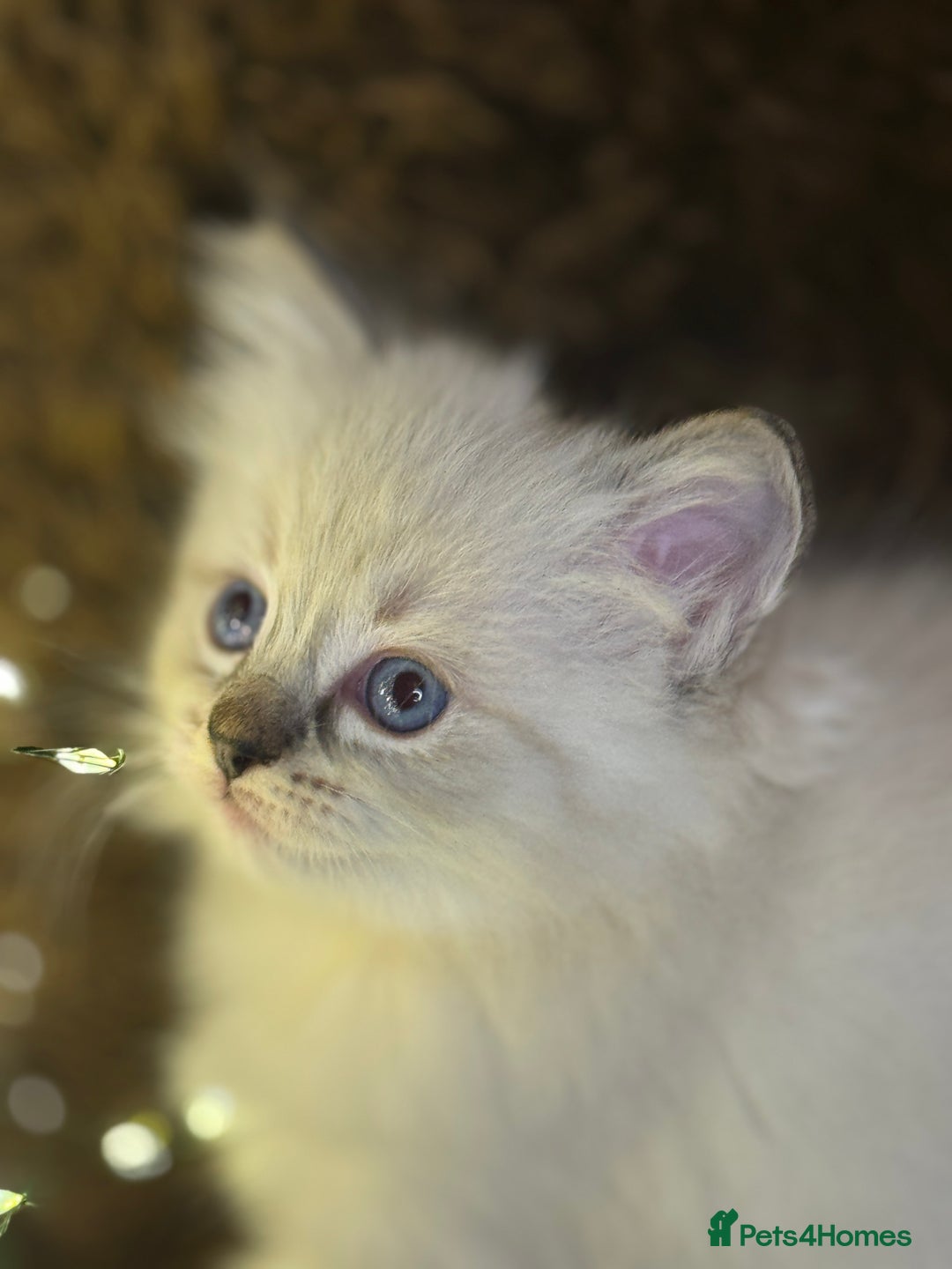 Ragdoll cats for sale: GCCF Pure Ragdoll Seal/Blue Point Lynx Mitted - Advert 21