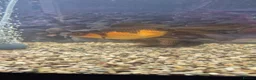 Fancy Goldfish fish for sale: Giant Oranda  - Advert 7