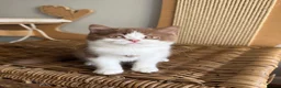 British Shorthair cats for sale: Stunning line BSH and BLH sisters  - Advert 4