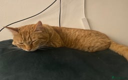 Mixed Breed cats for sale: Female Ginger 4years old  - Advert 7