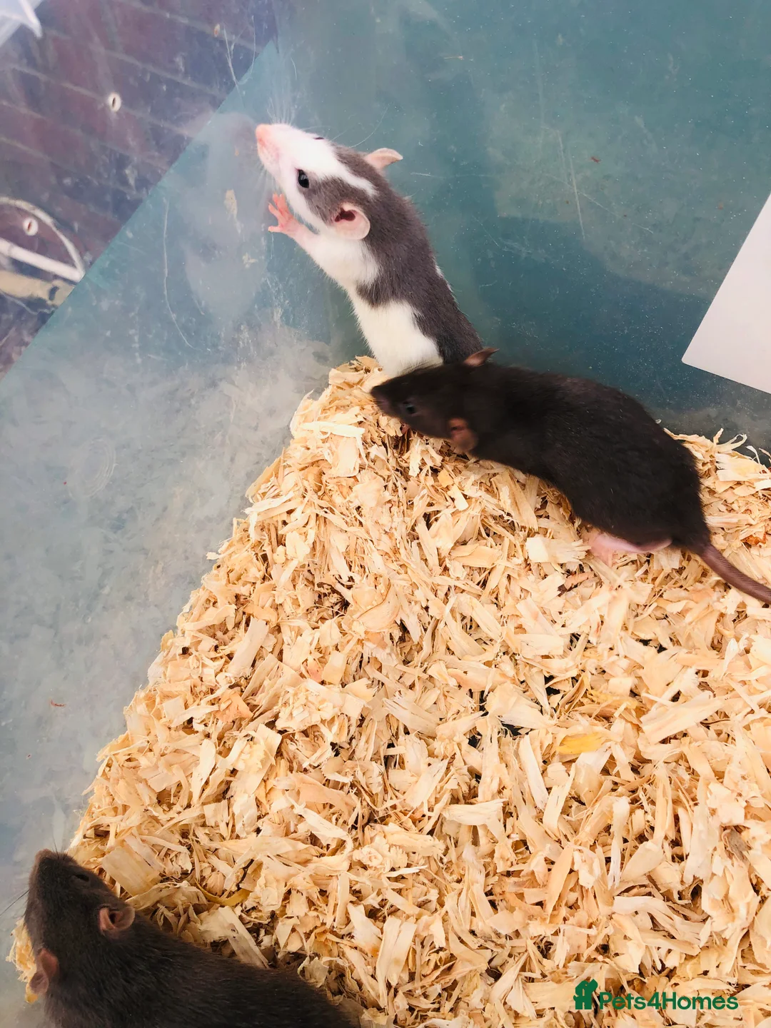 Rat rodents for sale: Rats for sale - Advert 6