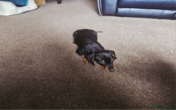 Dachshund dogs for sale: Last Gorgeous Playful Dachshund Pup – Ready to Go - Image 13