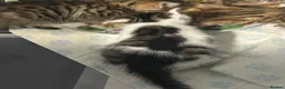 Mixed Breed cats for sale: 2 kittens - 1 boy, 1 girl in Swadlincote - Advert 17