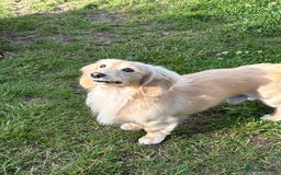Miniature Dachshund dogs for stud: ee Cream Longhaired Miniature Dachshund for Stud in Helensburgh - Image 3