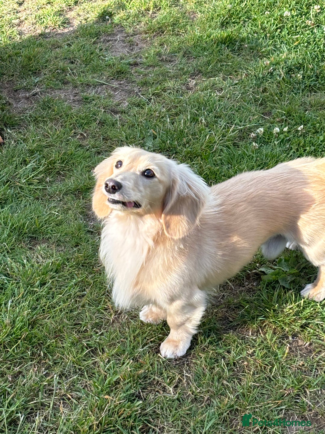 Miniature Dachshund dogs for stud: ee Cream Longhaired Miniature Dachshund for Stud in Helensburgh - Image 3
