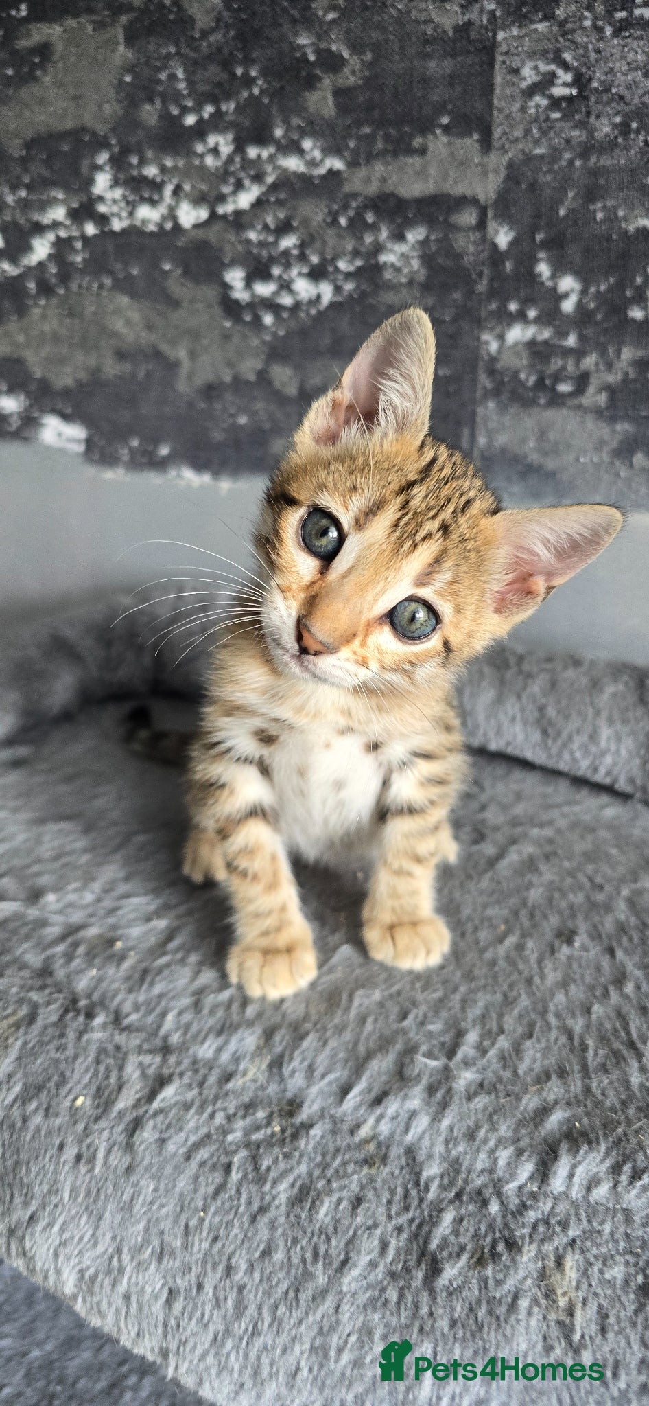 Bengal cats Ready from middle May..Boy and Girl - Advert 1