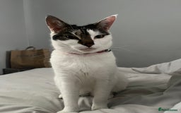 Mixed Breed cats for sale: My Myla - Image 8