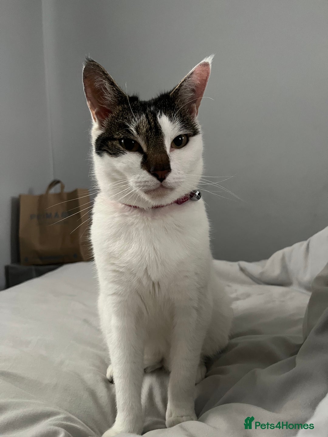 Mixed Breed cats for sale: My Myla - Image 8