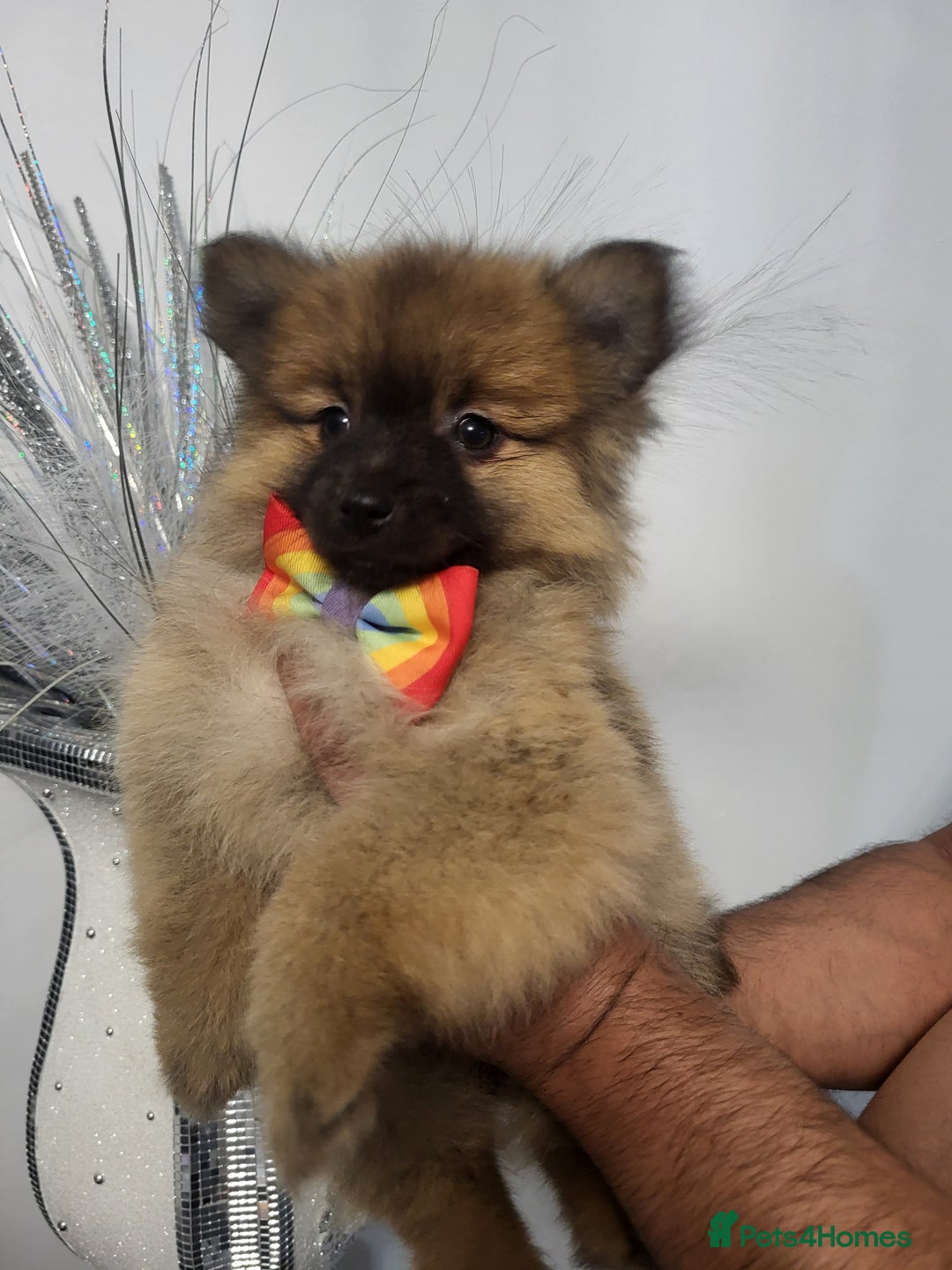 Pomeranian dogs for sale: 1 Teddy Bear  miniature  pomeranian  puppy  in Leicester - Image 2