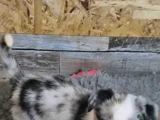Border Collie dogs One blue merle boy left! - Advert 1