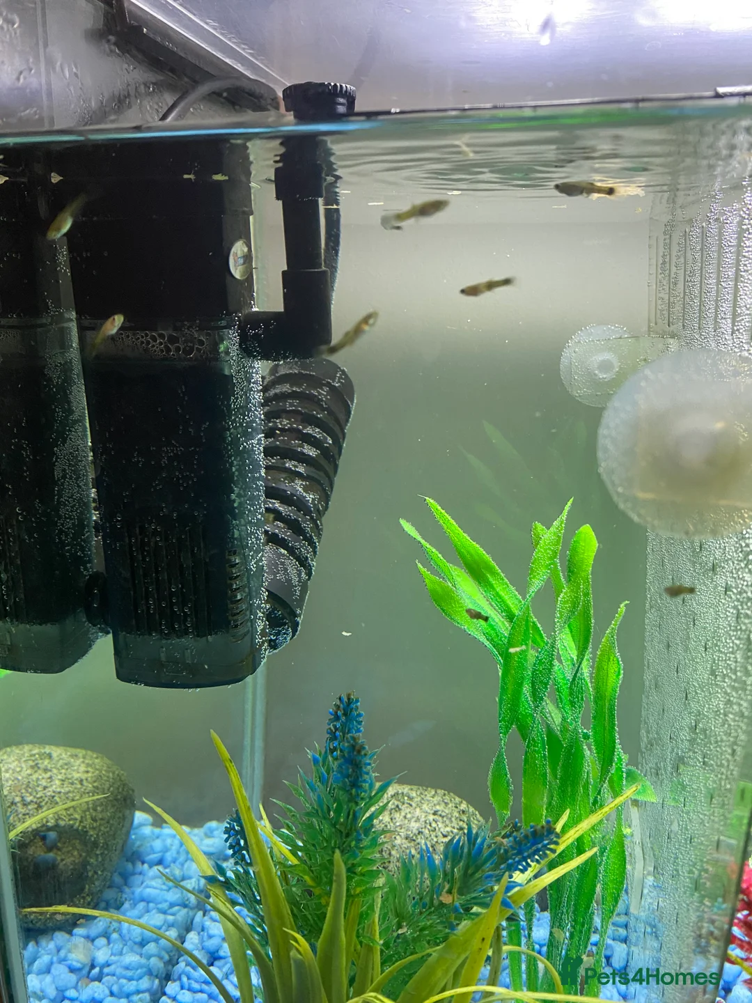 Mollies fish for sale: Small litter of Guppies - Advert 5