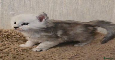 Maine Coon cats - Advert 11