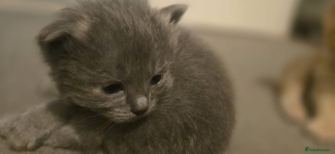 Ragdoll cats for sale: Ragdoll x Siberian mix - Advert 7