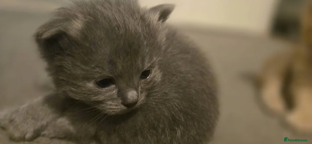 Ragdoll cats for sale: Ragdoll x Siberian mix - Advert 14