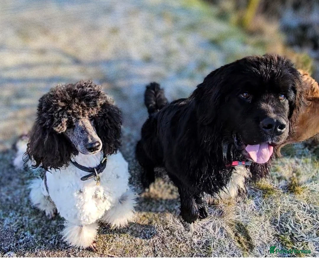 Newfypoo dogs for sale: 1yr old Newfypoo looking for his forever home - Advert 4