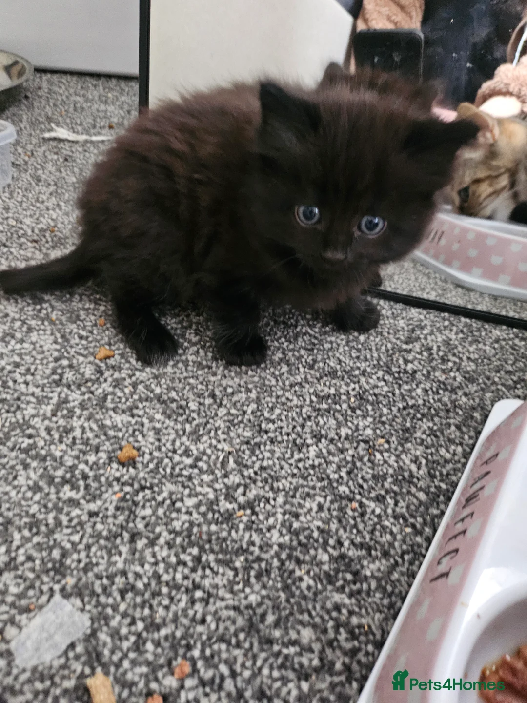 Mixed Breed cats for sale: Only black male left, ready 14th Feb  - Advert 10