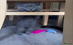 British Longhair cats for sale: British longhair kittens with Persian lineage - Image 5