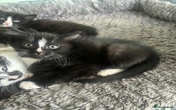 Mixed Breed cats for sale: Beautiful Black and White Kittens - Advert 4