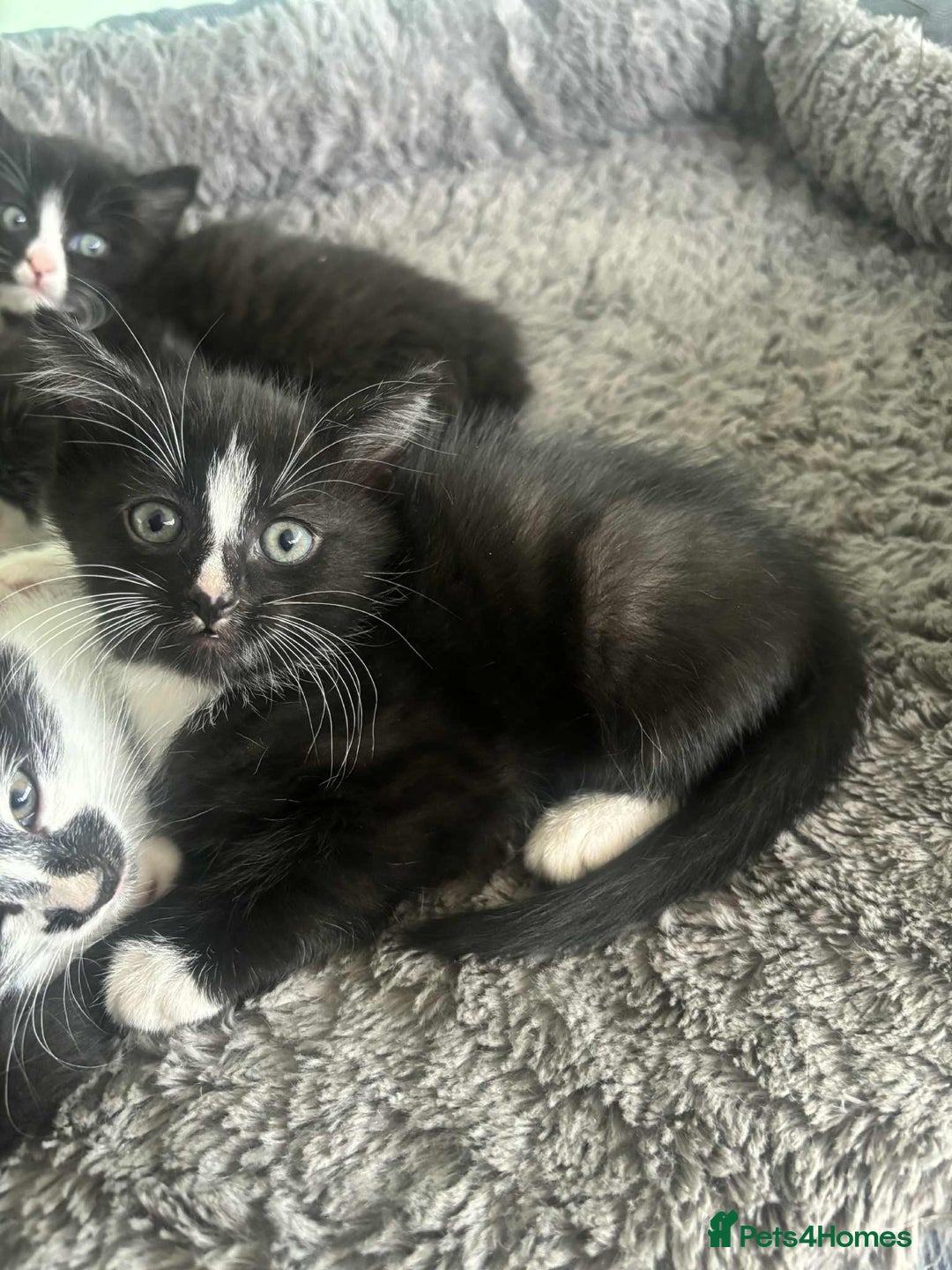 Mixed Breed cats for sale: Beautiful Black and White Kittens - Advert 4
