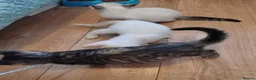 Mixed Breed cats for sale: Blue eyed ragdoll mix kittens - Advert 11