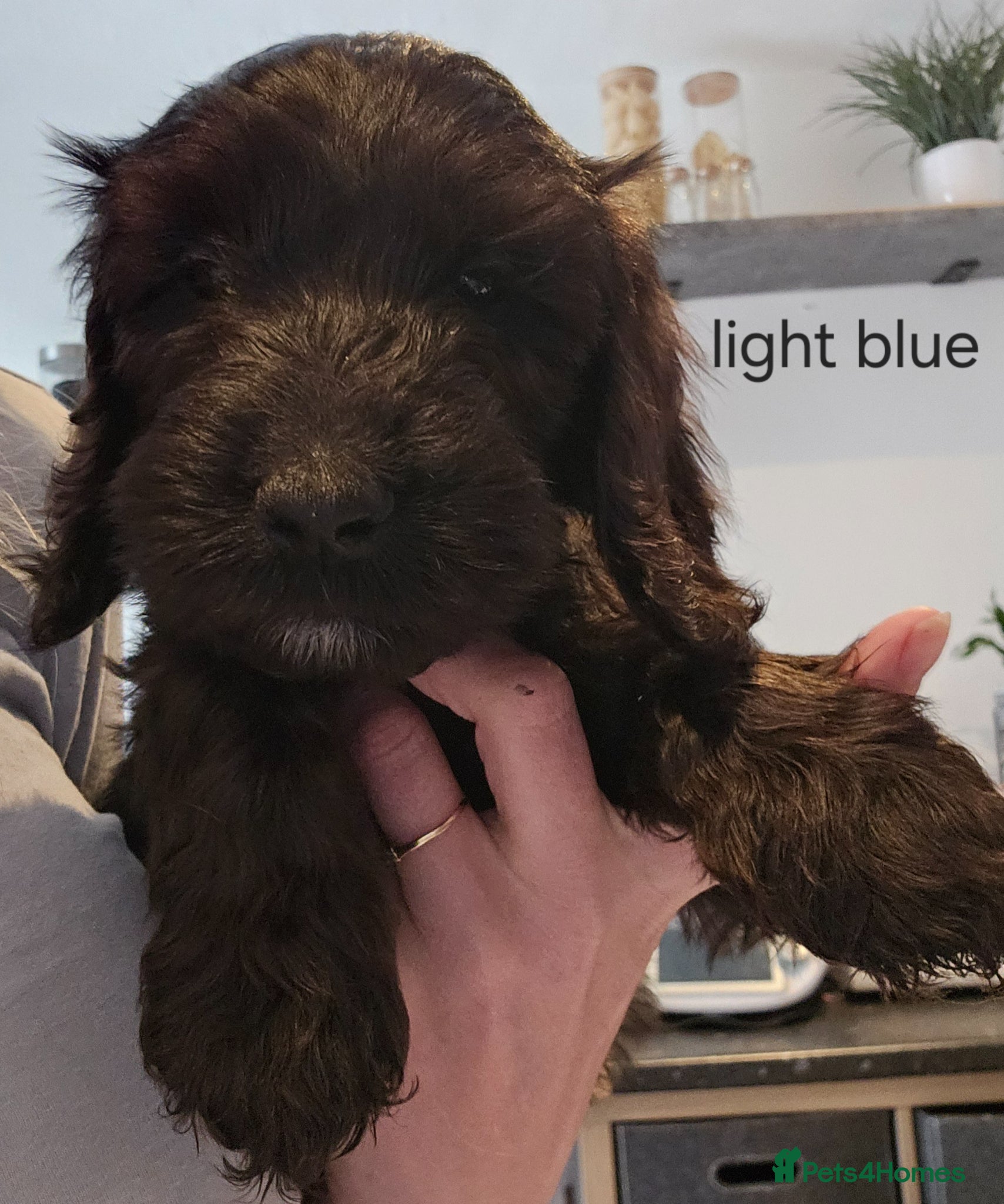 Cockapoo dogs LAST BOY AVAILABLE  F1 cockapoo puppies  - Advert 14