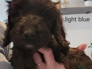 Cockapoo dogs LAST BOY AVAILABLE F1 cockapoo puppies - Advert 14