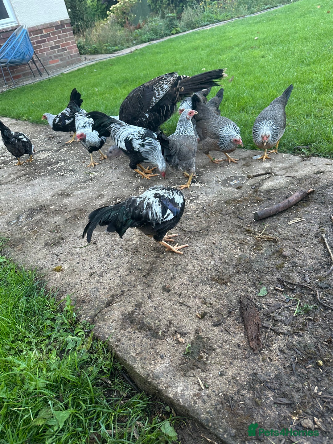 Chickens poultry for sale: Kraienkoppe bantams  - Image 3
