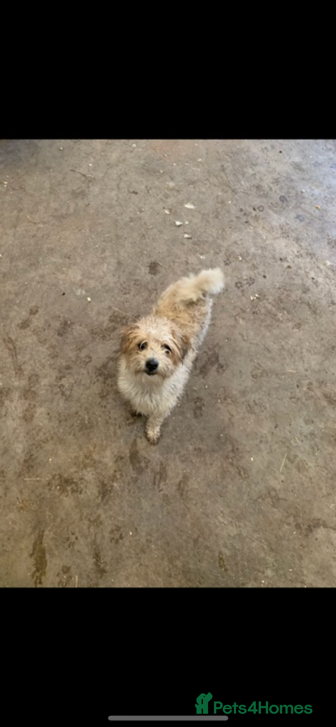 Jackapoo dogs Beautiful babies  - Advert 1