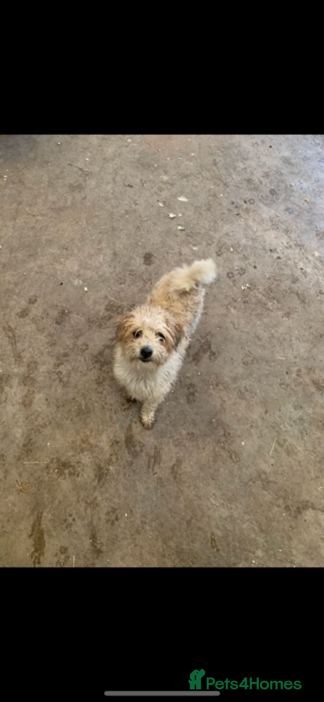 Jackapoo dogs for sale: Beautiful babies  - Advert 1