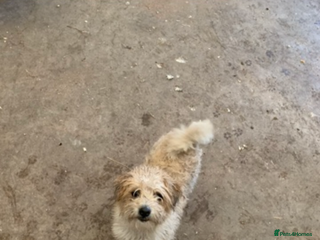 Jackapoo dogs Beautiful babies - Advert 1