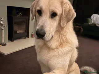 Mixed Breed dogs Gorgeous goofy Asprouli looking for his home - Advert 3