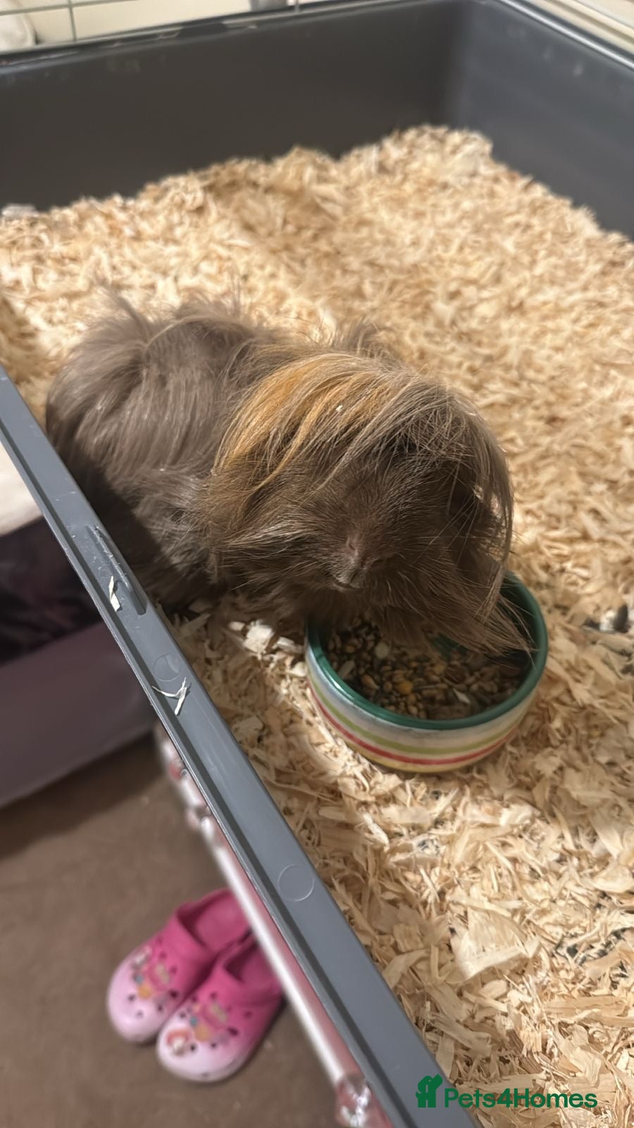 Guinea Pig rodents Rehome  - Advert 1