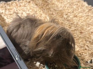 Guinea Pig rodents Rehome - Advert 1
