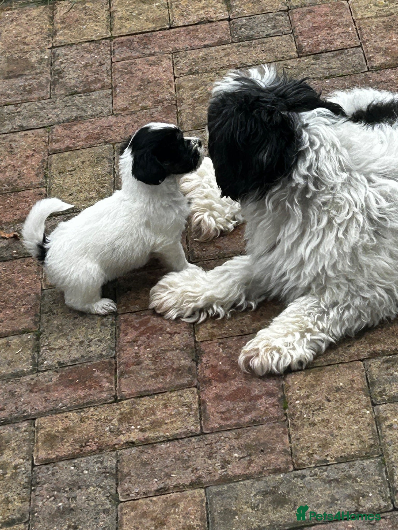 Havanese dogs Beautiful KC Registered Havanese Puppies - Advert 3