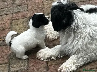 Havanese dogs Beautiful KC Registered Havanese Puppies - Advert 3