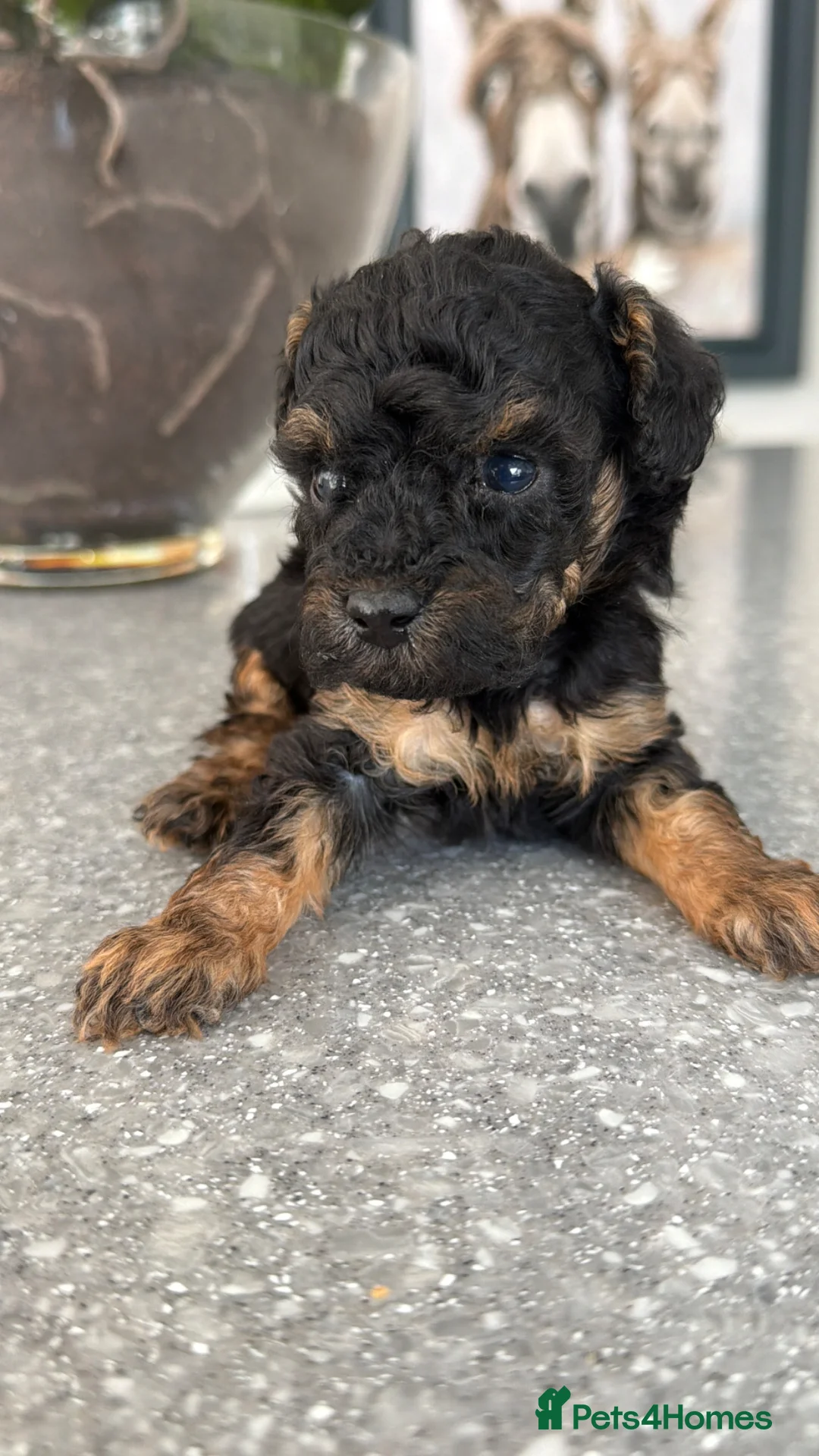 Cavapoo dogs for sale: Tiny toy cavapoo puppies for sale  - Advert 9